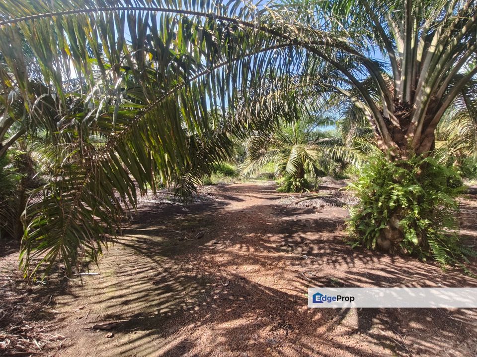 Pontian 3.39 Acres Land, Johor, Pontian