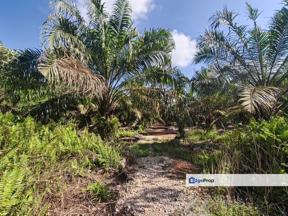 Pontian 3.39 Acres Land, Johor, Pontian