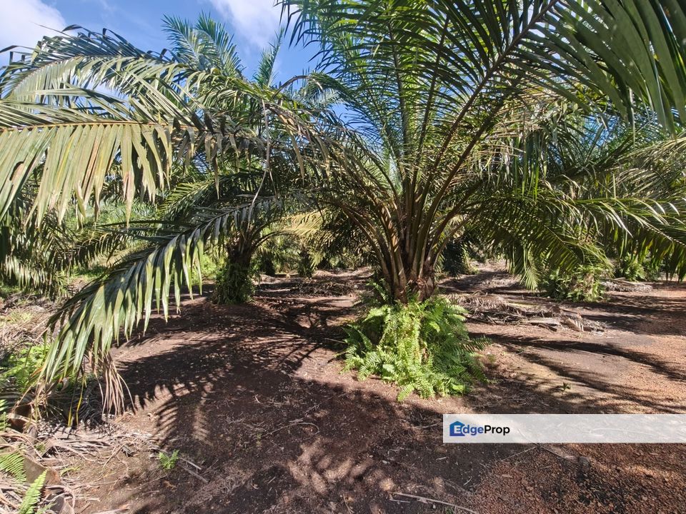 Pontian 3.39 Acres Land, Johor, Pontian