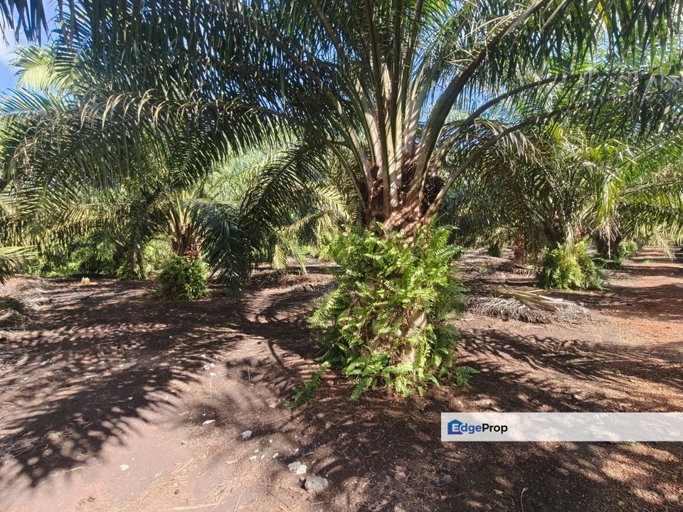 Pontian 3.39 Acres Land, Johor, Pontian