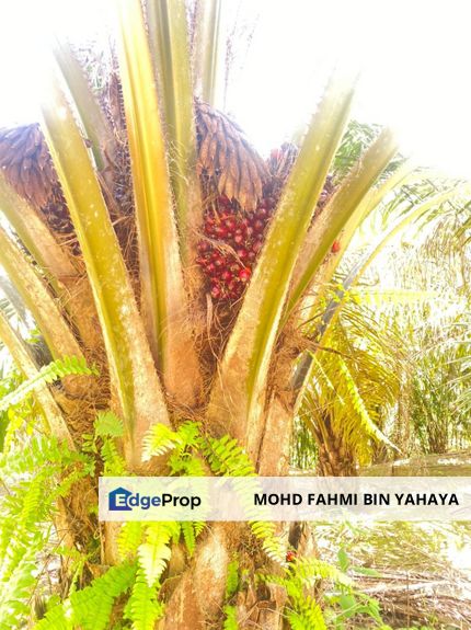 Kebun Kelapa Sawit  12 Relong, Mukim Siong, Baling, Kedah utk Dijual, Kedah, Baling