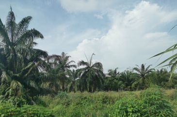 Agricultural Land For Sale in Kapar