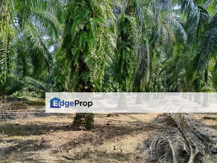 Agricultural Land For Sale in Jenjarom, Selangor, Jenjarom