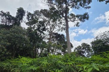 Land For Sale In Genting Highland