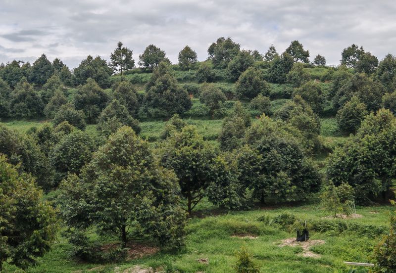 Bandar Kuala Kubu Baharu