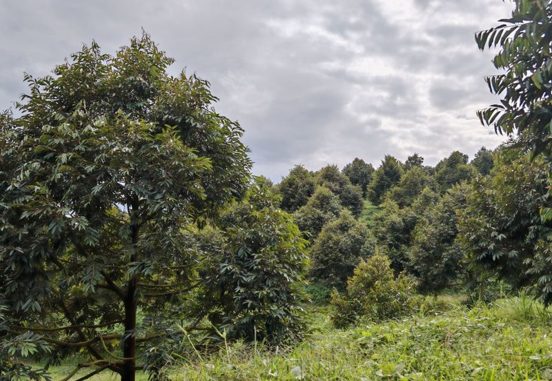 Bandar Kuala Kubu Baharu