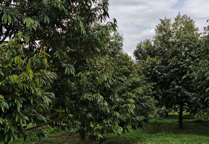 Bandar Kuala Kubu Baharu