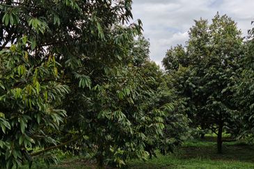 Bandar Kuala Kubu Baharu