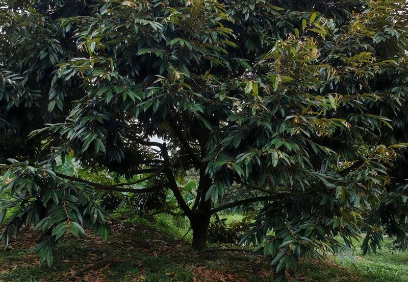 Bandar Kuala Kubu Baharu