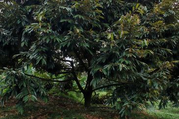 Bandar Kuala Kubu Baharu