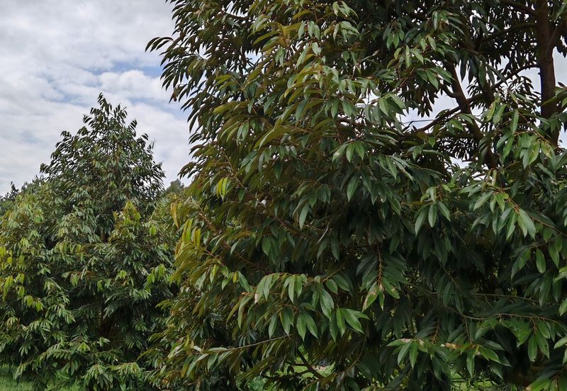 Bandar Kuala Kubu Baharu