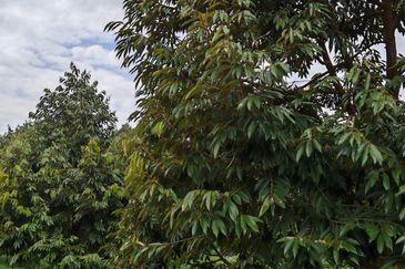 Bandar Kuala Kubu Baharu