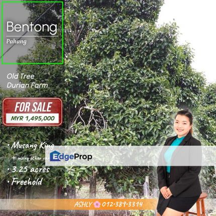DURIAN Farm 🌳 Agriculture Land for SALE | Bentong, Pahang, Pahang, Bentong
