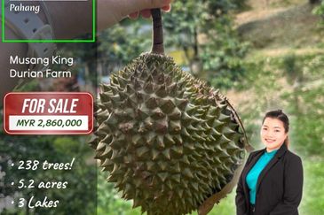 Bentong Durian