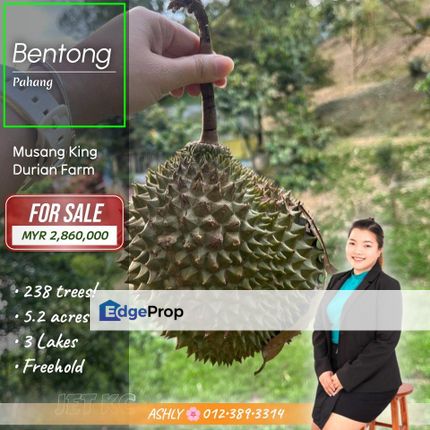 MUSANG KING 榴莲园地出售 🌳 Durian Farm Agriculture Land for SALE | Bentong, Pahang  , Pahang, Bentong
