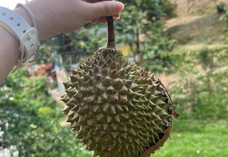 Bentong Durian
