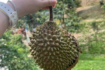 Bentong Durian