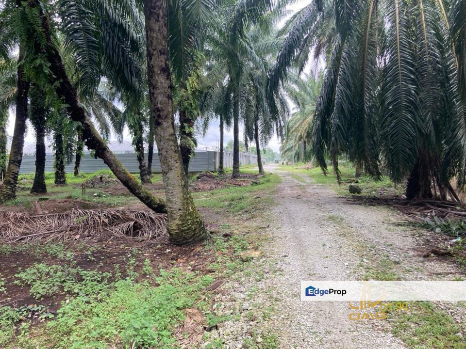 RARE‼️ Jenjarom Freehold Agriculture Land (Zoned Industrial) for SALE | Jln Kampung Jenjarom, Selangor, Selangor, Jenjarom