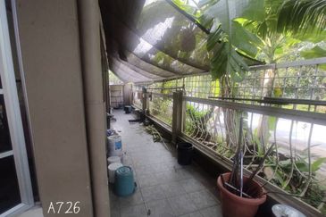 Anggerik Doritis @ Kota Kemuning