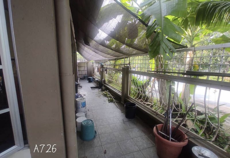 Anggerik Doritis @ Kota Kemuning