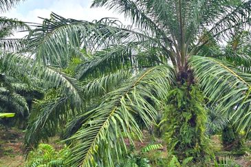 Telok Panglima Garang