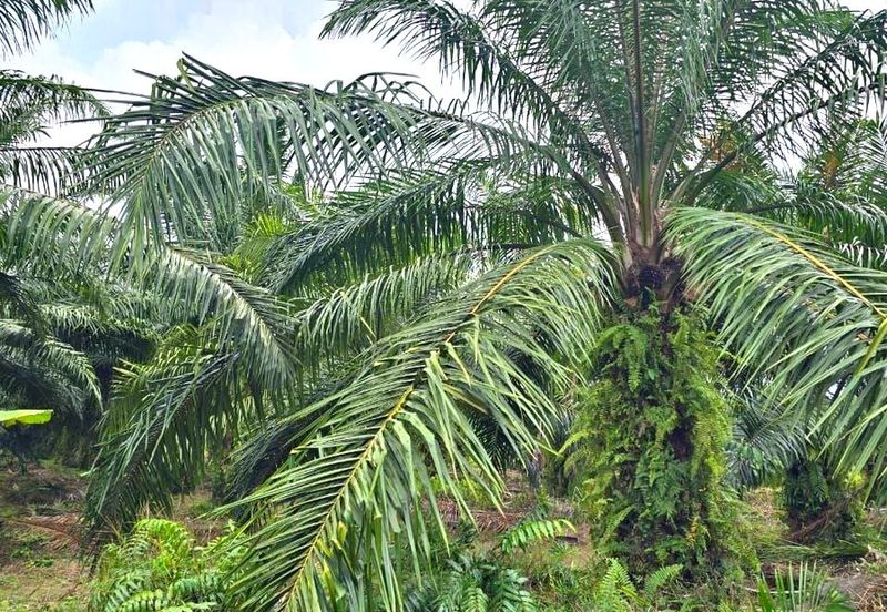 Telok Panglima Garang