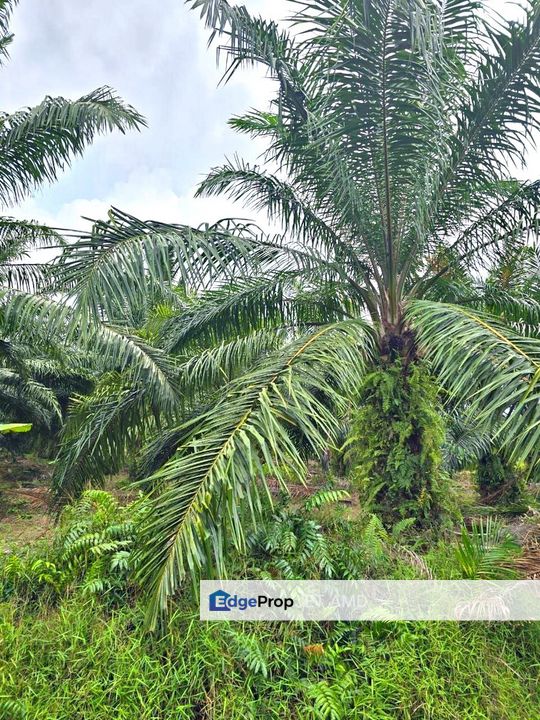 💡 Strategic Industrial Canvas 🗺️ Agri Land for SALE @ Mukim Bandar, Kuala Langat near Port Klang │ 战略工业蓝图 • 农业地出售, Selangor, Kuala Langat