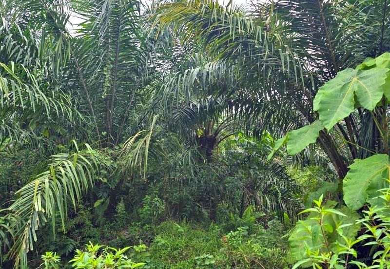 Telok Panglima Garang