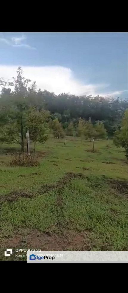 Dusun Durian Duri Hitam untuk dijual area Kuala Pilah, N.Sembilan, Negeri Sembilan, Kuala Pilah