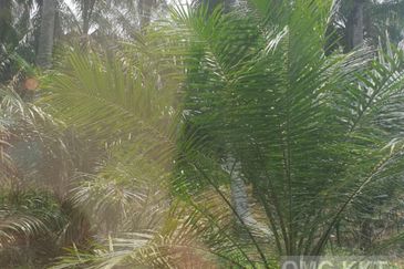 Kuala Selangor Jalan Telok Penyamun Agriculture Land Best Buy 1 Acre