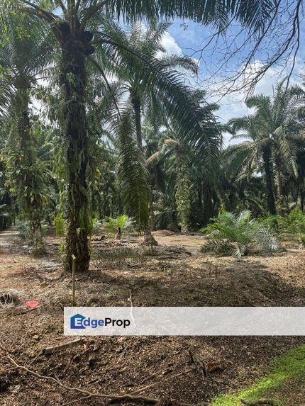 Pontian Land For Sale, Johor, Pontian