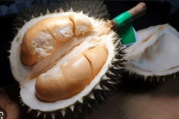 Raub Durian Land Pahang 3.784 Acres Freehold