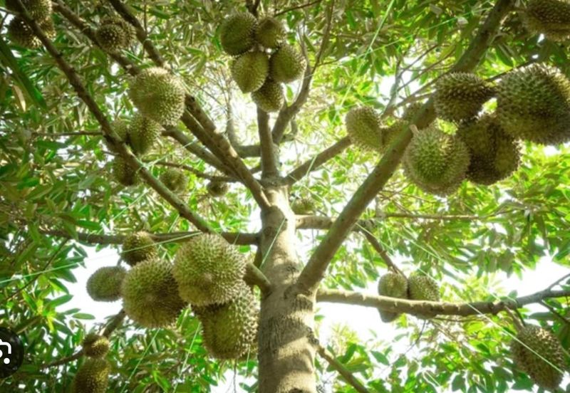 Raub Durian Land Pahang 3.784 Acres Freehold