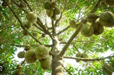 Raub Durian Land Pahang 3.784 Acres Freehold