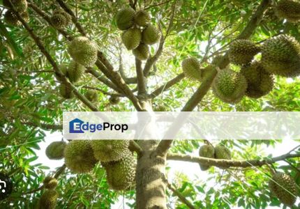 Raub Durian Land Pahang 3.784 Acres Freehold, Pahang, Raub