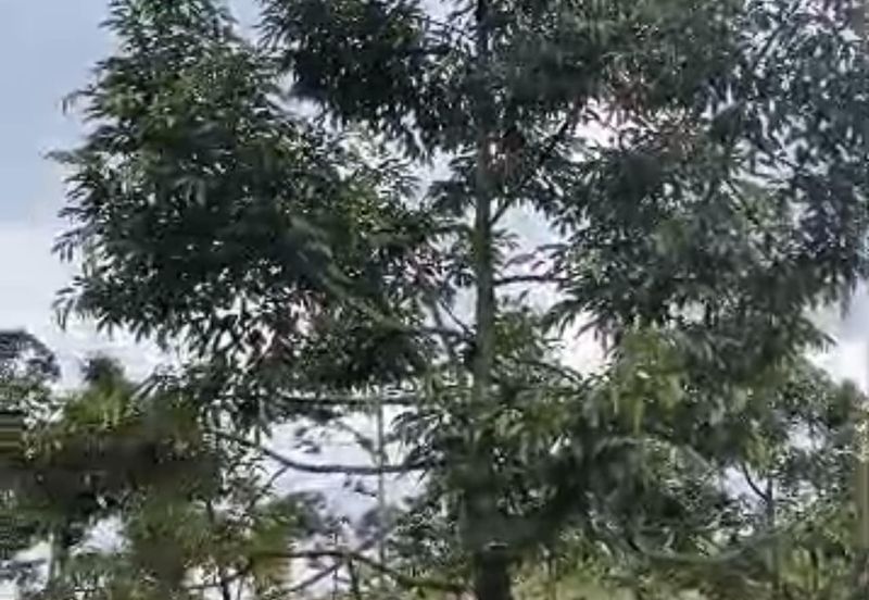 Raub Durian Land Pahang 3.784 Acres Freehold