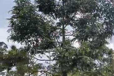 Raub Durian Land Pahang 3.784 Acres Freehold