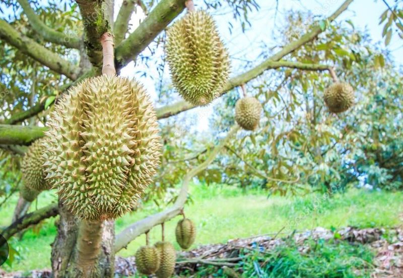 Raub Durian Land Pahang 3.784 Acres Freehold