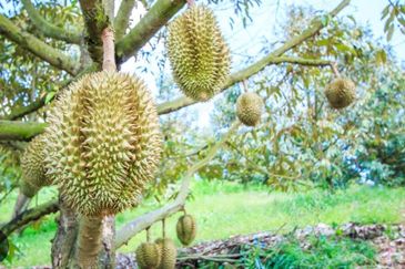 Raub Durian Land Pahang 3.784 Acres Freehold