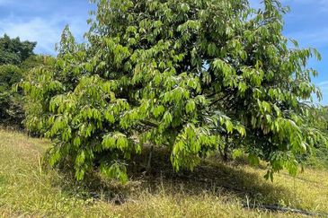 Sega, Pahang Land for Sale