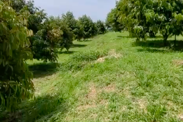 Sega, Pahang Land for Sale