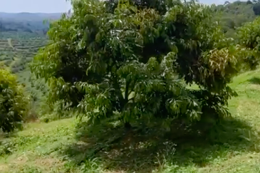 Sega, Pahang Land for Sale