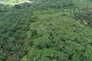 [Freehold] 2 Ekar Tanah Pertanian Zoning Perumahan Untuk Dijual @ Nilai Perdana For Sales