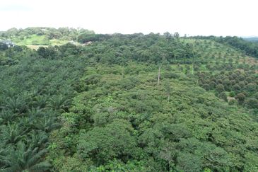 [Freehold] 2 Ekar Tanah Pertanian Zoning Perumahan Untuk Dijual @ Nilai Perdana For Sales