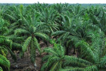Sungai Sedu @ Tanjung Dua Belas