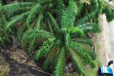 Sungai Sedu @ Tanjung Dua Belas