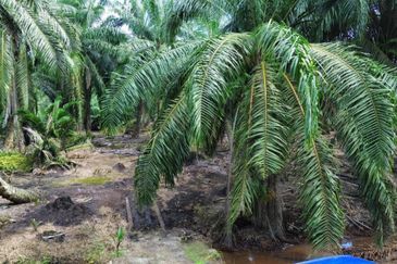 Sungai Sedu @ Tanjung Dua Belas