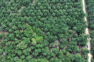 Sungai Sedu @ Tanjung Dua Belas