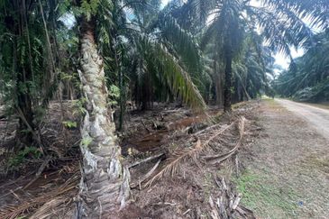 Sungai Sedu @ Tanjung Dua Belas