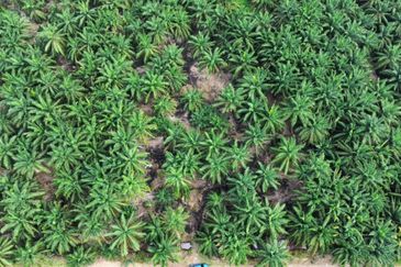 Sungai Sedu @ Tanjung Dua Belas